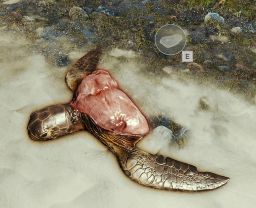 Turtle