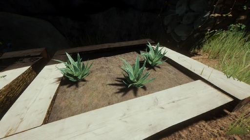 Aloe Vera