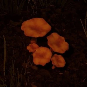 Chanterelle Mushroom