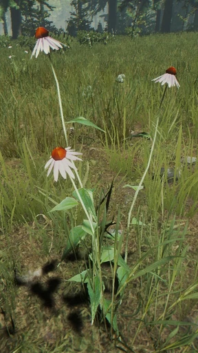 Coneflower