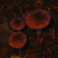 Deer Mushroom