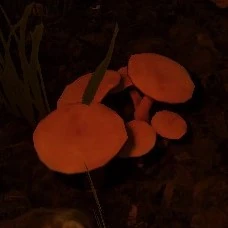 Jack Mushroom