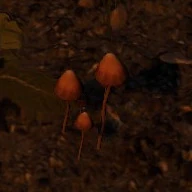 Liberty Cap Mushroom