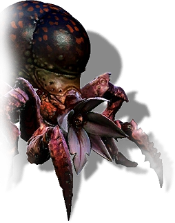 Arachas