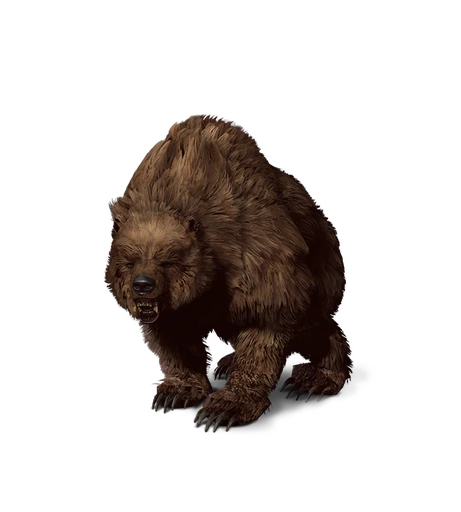 Bear