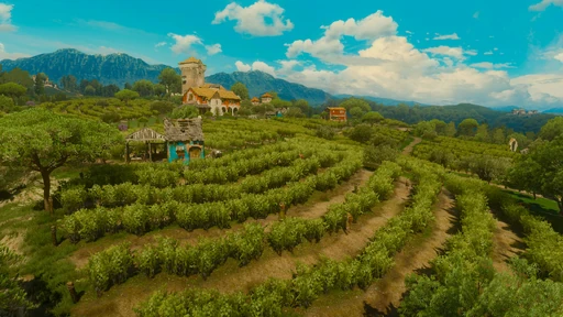 Castel Ravello Vineyard
